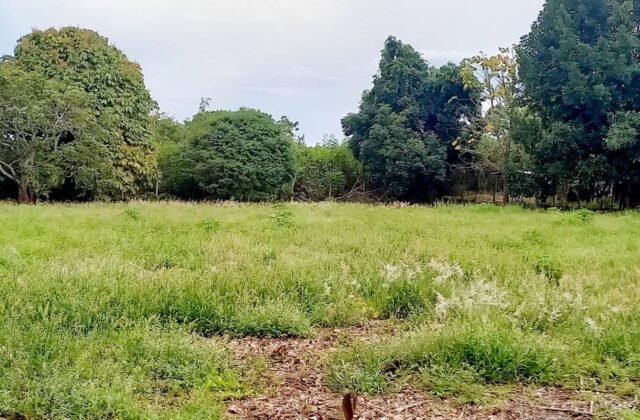 Chácara de 21.000 m² com 3 casas, Lago Oeste — foto 17